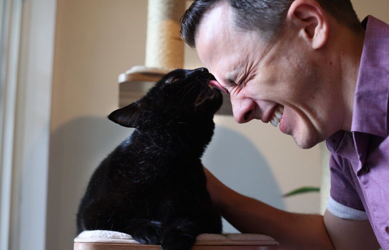 Aaron Jobe, plays with his cat, Bruce, an 8 year old domestic short haired cat, on Bruce’s cat tree in their home in Seattle on Saturday, March 11, 2023. Jobe got Bruce from the Seattle Humane Society during the pandemic. “It was stressful at first figuring out his health issues,” says Jobe. “But he’s worth it. He’s very sweet and cuddly.” 
Seattle and Portland have the highest percentages of single men with cats among the 25 largest U.S. metro areas.