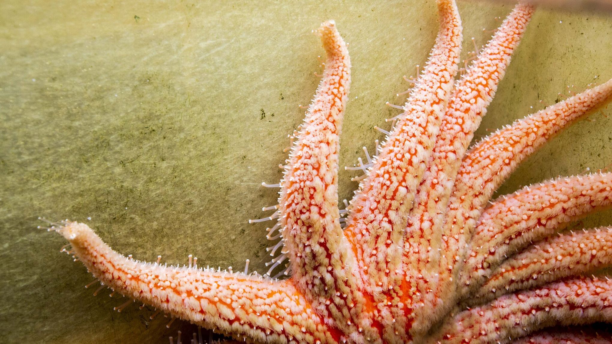 Starfish do not have arms, but a five-pointed head, study says