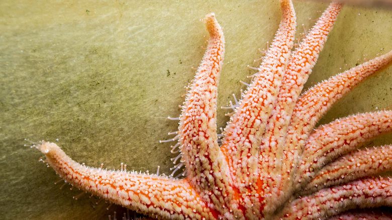 At Friday Harbor Labs, scientists give sea stars a chance to shine