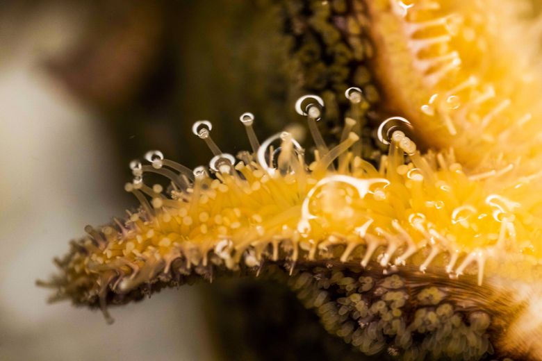 Sunflower sea stars could heal ocean deserts