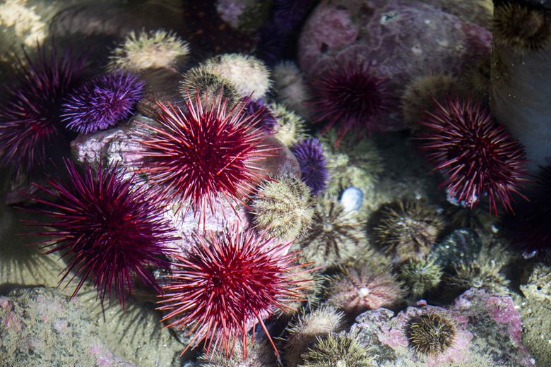 Sunflower sea stars could heal ocean deserts