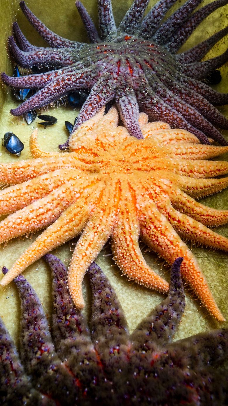 At Friday Harbor Labs, scientists give sea stars a chance to shine