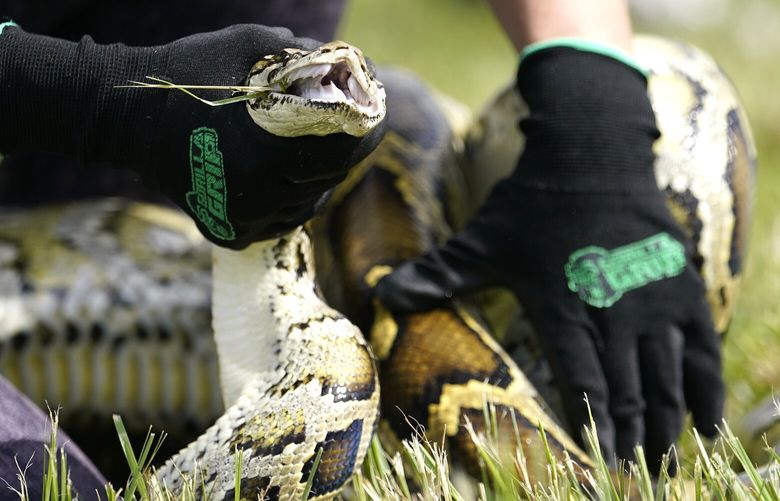 FILE – A Burmese python is held during a safe capture demonstration on June 16, 2022, in Miami. Florida wildlife officials said Thursday, Oct. 20, 2022, that 1,000 hunters from 32 states and as far away as Canada and Latvia removed 231 Burmese pythons during the 10-day competition known as the Florida Python Challenge, an annual competition to eliminate the invasive species from the South Florida wetlands preserve. (AP Photo/Lynne Sladky, File)