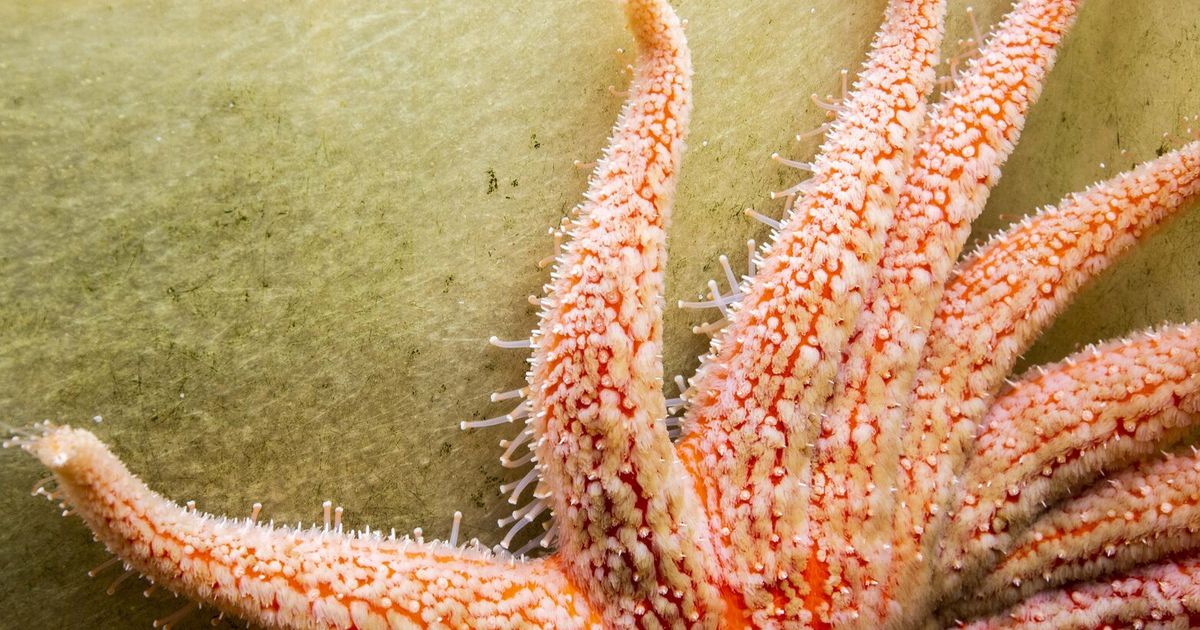 Sunflower Sea Star, Alaska Department of Fish and Game