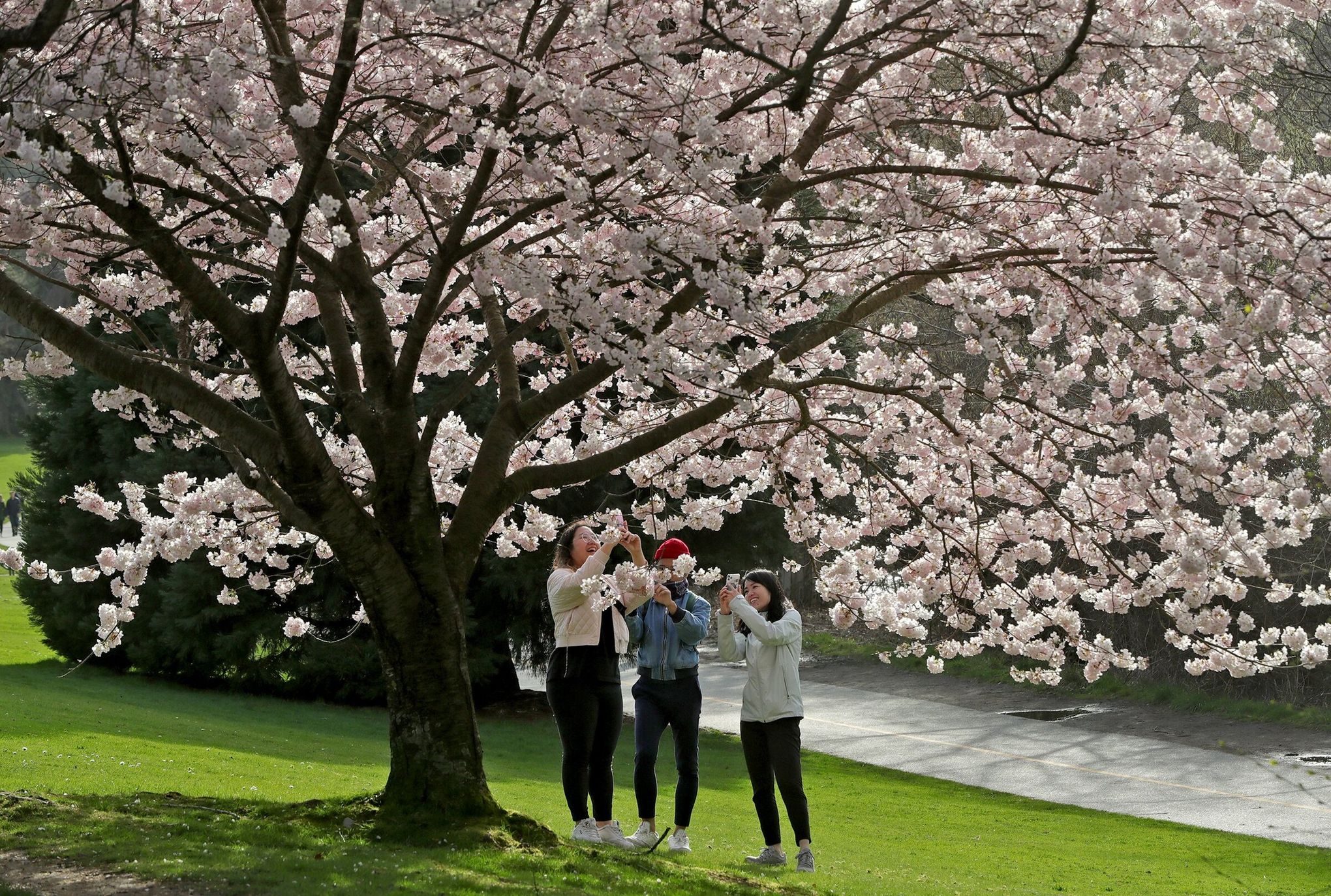 When UW cherry blossoms will reach peak bloom