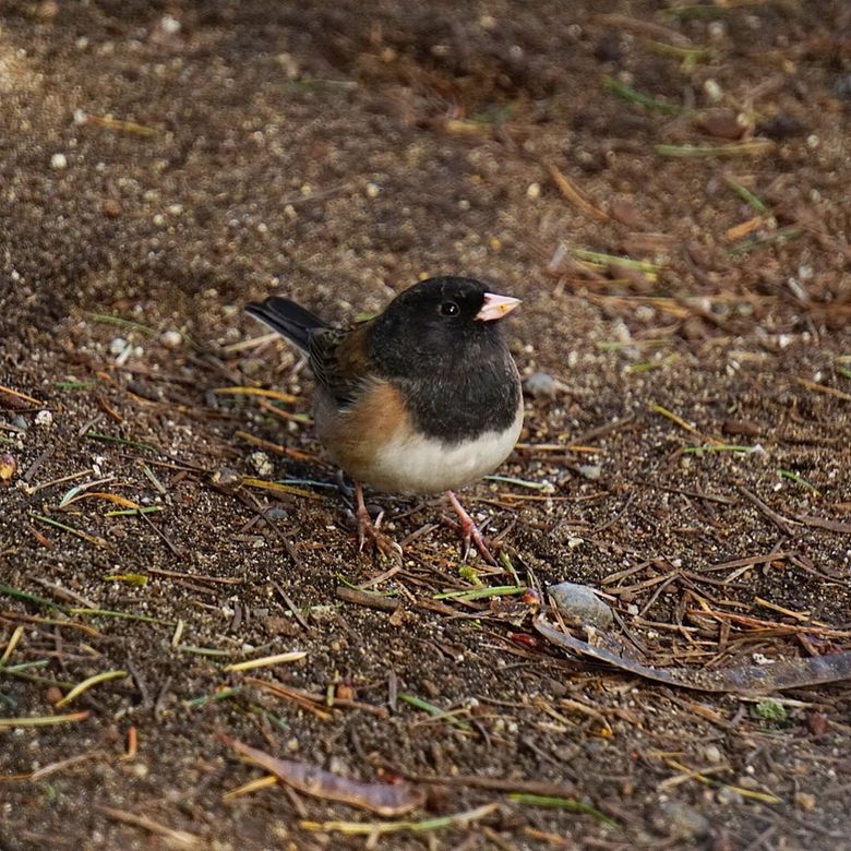 The dark-eyed junco is a bird that can be found on the forest floor of Vendovi Island. This one was photographed in Seattle. (Roniq Bartanen)