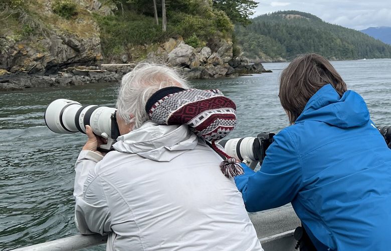 Trip guests photographing pigeon guillemots off Cypress Island.