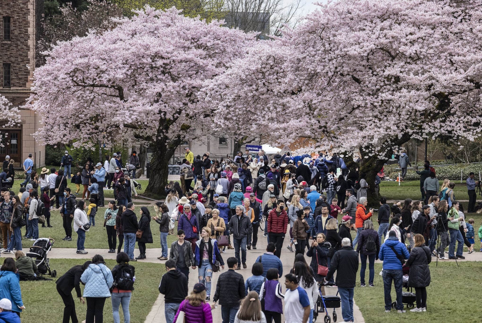Celebration of Blossoms « The Healthy Planet