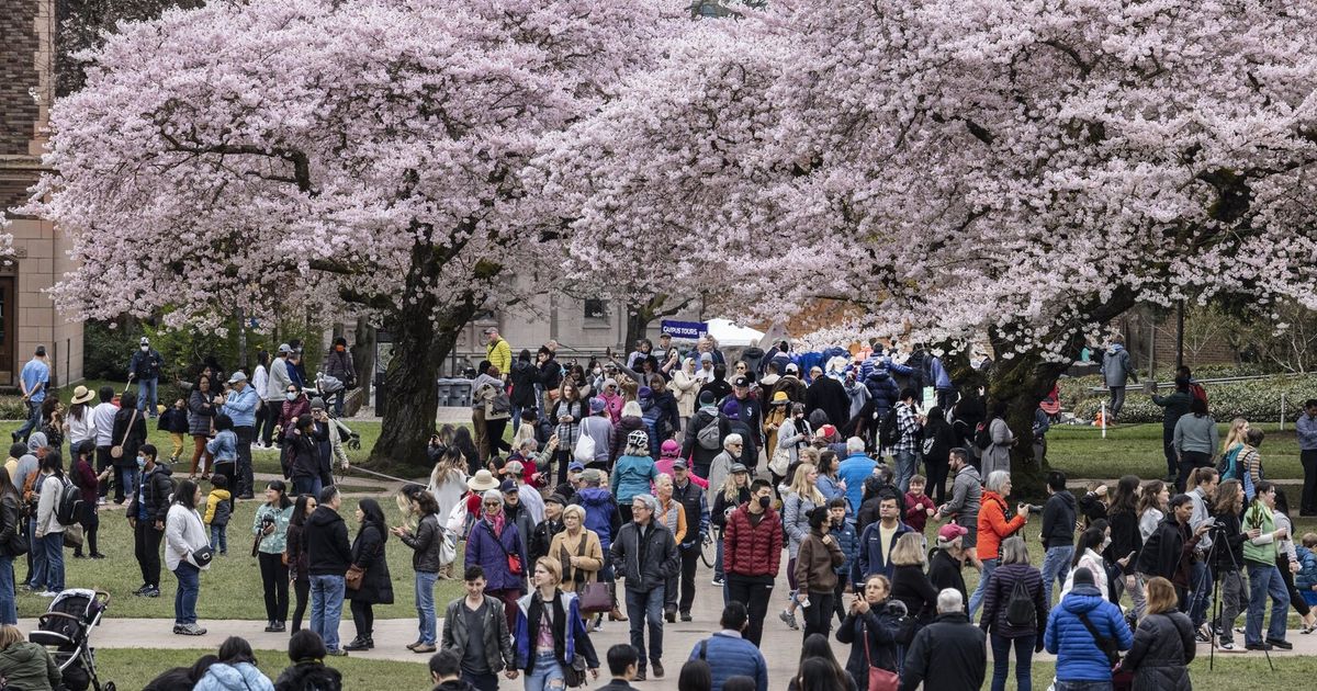 Where to see cherry blossoms in the Seattle area