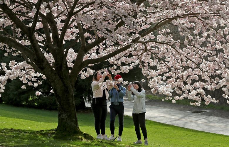 Cherry blossoms are backlit along E Green Lake Way N. Thursday, March 24, 2022.
LO LO LO 219954
