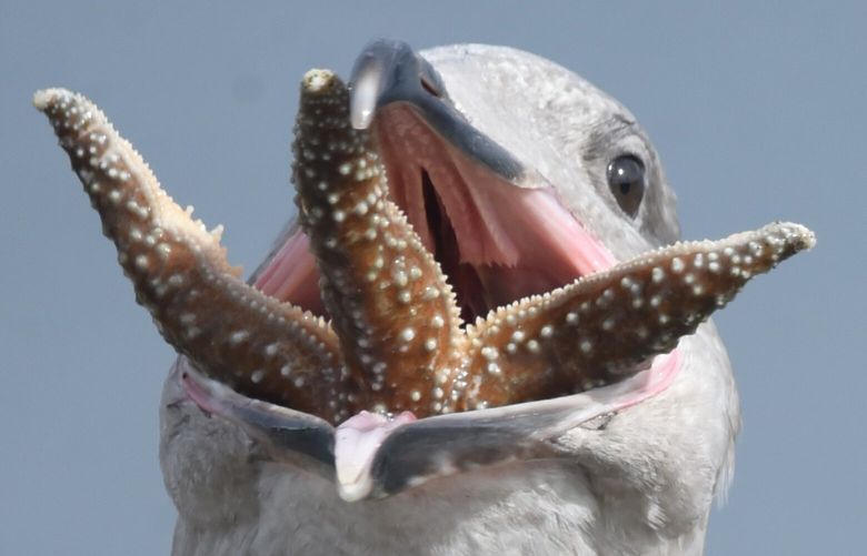 *** READER’S LENS – ONE TIME USE ONLY ***

Jim Diers
jimdiers@comcast.net
Vashon Island, WA
(206)355-2111

Vashon Island’s north ferry dock
2023/3/11

As I was waiting for the ferry, I noticed this juvenile Glaucous-winged Gull land nearby with a seastar in its bill. I was amazed to see the gull repeatedly struggle to get its mouth around its unwieldy prey and to swallow it whole. About 15 minutes later, the gull had almost succeeded as I ran to catch the ferry. Nikon D750 camera with Tamron 150-600mm lens.

DSC_7913.JPG(2).JPG
I agree to the Readers Lens Terms and Conditions
20:28:20 14 Mar, 2023