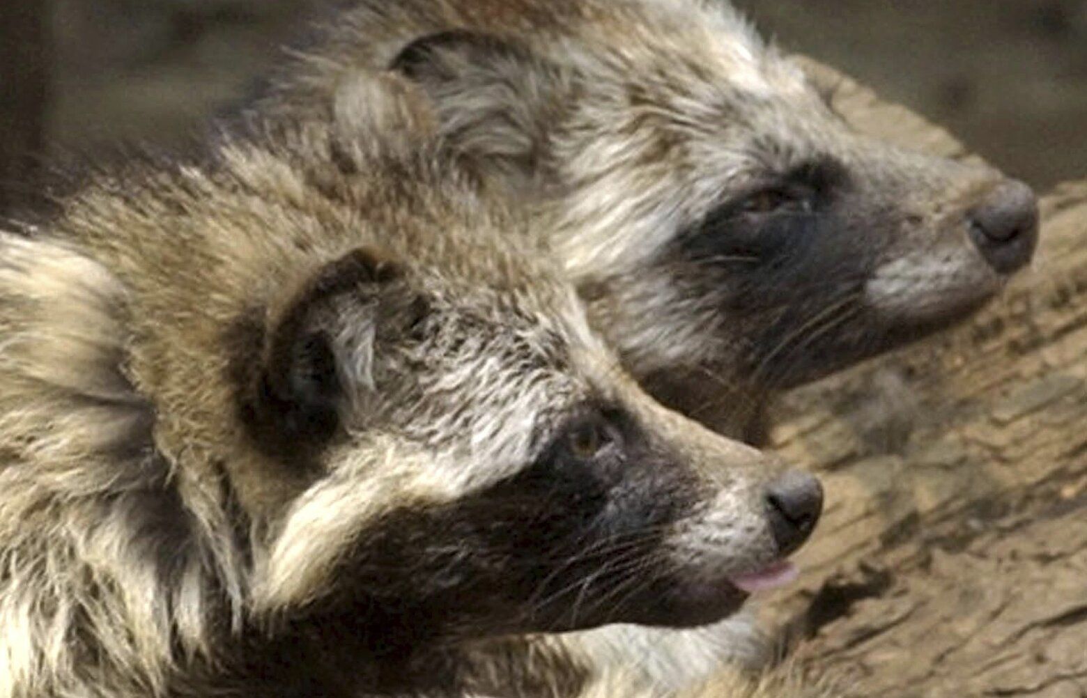 Meet the raccoon dog, creature that could be behind COVID outbreak