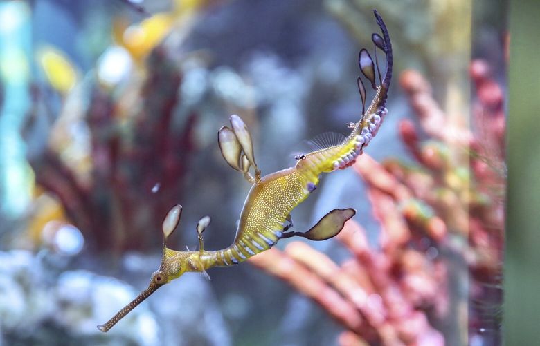 An undated photo provided by the New England Aquarium of a male sea dragon carrying eggs. The facility said it has been raising 18 baby sea dragons since July, after its first successful effort to breed and hatch the weedy variety of the species. (New England Aquarium via The New York Times)  — NO SALES; FOR EDITORIAL USE ONLY WITH NYT STORY SLUGGED SEA DRAGONS BREEDING BY REMY TUMIN FOR MARCH 17, 2023, 2023. ALL OTHER USE PROHIBITED. — XNYT53 XNYT53