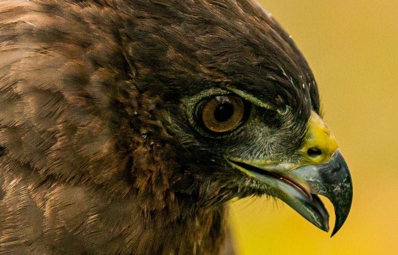 The ?io, the endemic and endangered native Hawaiian hawk species, is one of only two native raptors found in Hawaii. MUST CREDIT: Photo for The Washington Post by Eric J. Franke.