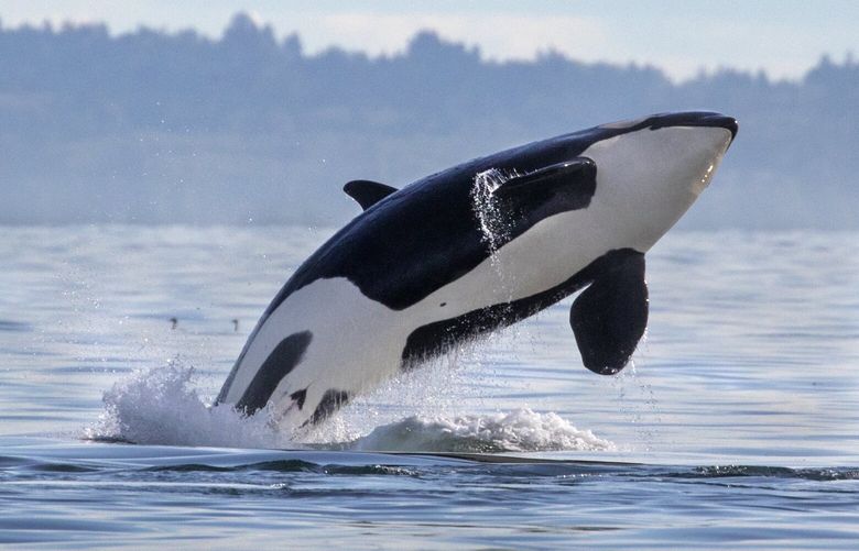 Book Caption: Southern resident orcas are a thrill whenever they return to local waters. This orca and its family were in Puget Sound just north of Seattle in the fall of 2019. Credit: Steve Ringman/The Seattle Times; taken under NOAA Permit 21348

Original caption: Friday, Sept. 19, 2019.    J and K pod whales visited local waters Thursday including the newest southern resident baby. These whales were frolicking near the south end of Whidbey Island. Taken under NOAA permit 21348 211546