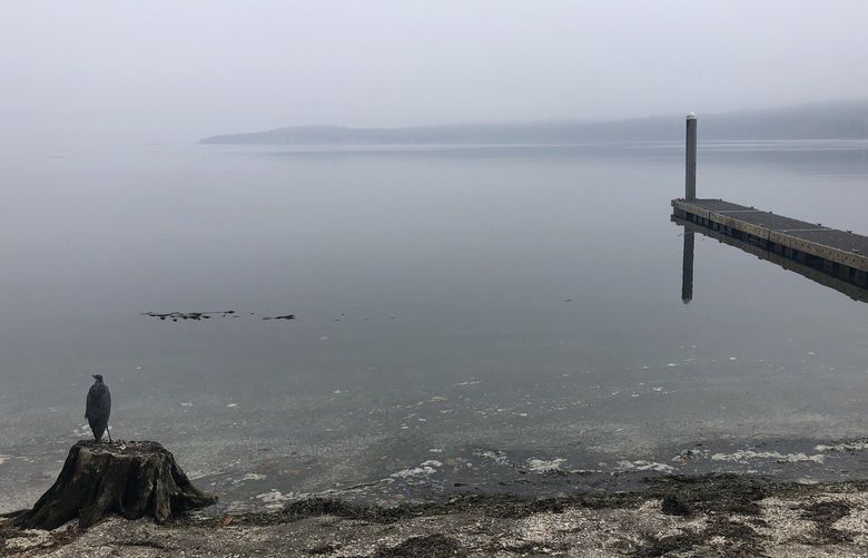 Sequim Bay State Park’s location on a quiet inlet of the Puget Sound makes it a perfect place for birdwatching, whether or not you see sunshine.