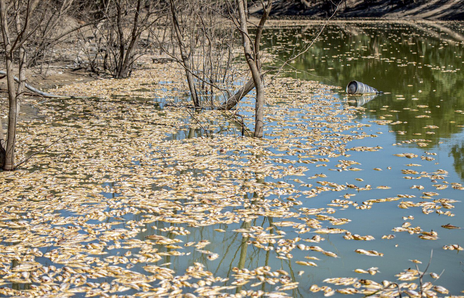 Millions Of Rotting Fish To Be Removed From Outback River | The Seattle ...