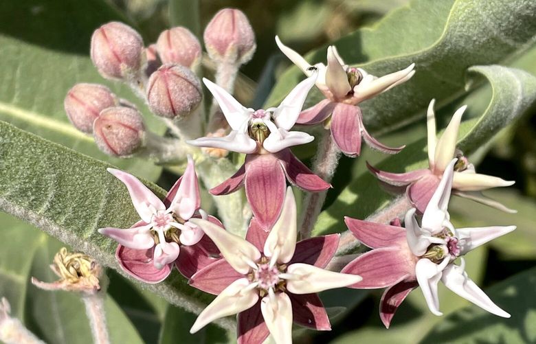 In addition to butterflies and bees, showy milkweed attracts beetles and other beneficial insects.