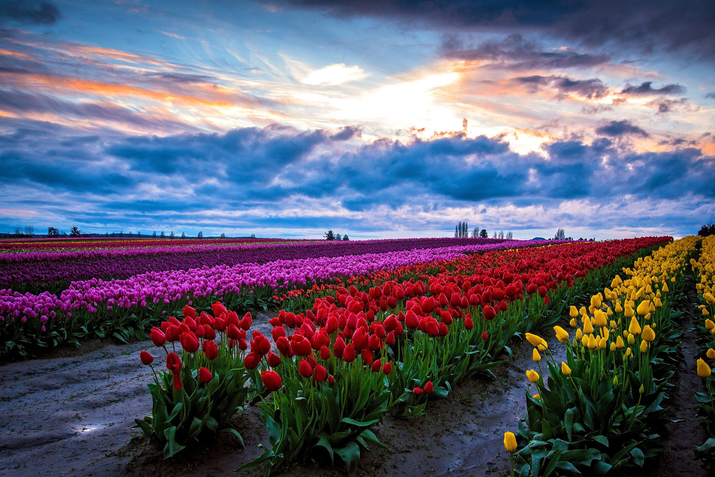 Where to see tulips around Skagit Valley this spring | The Seattle