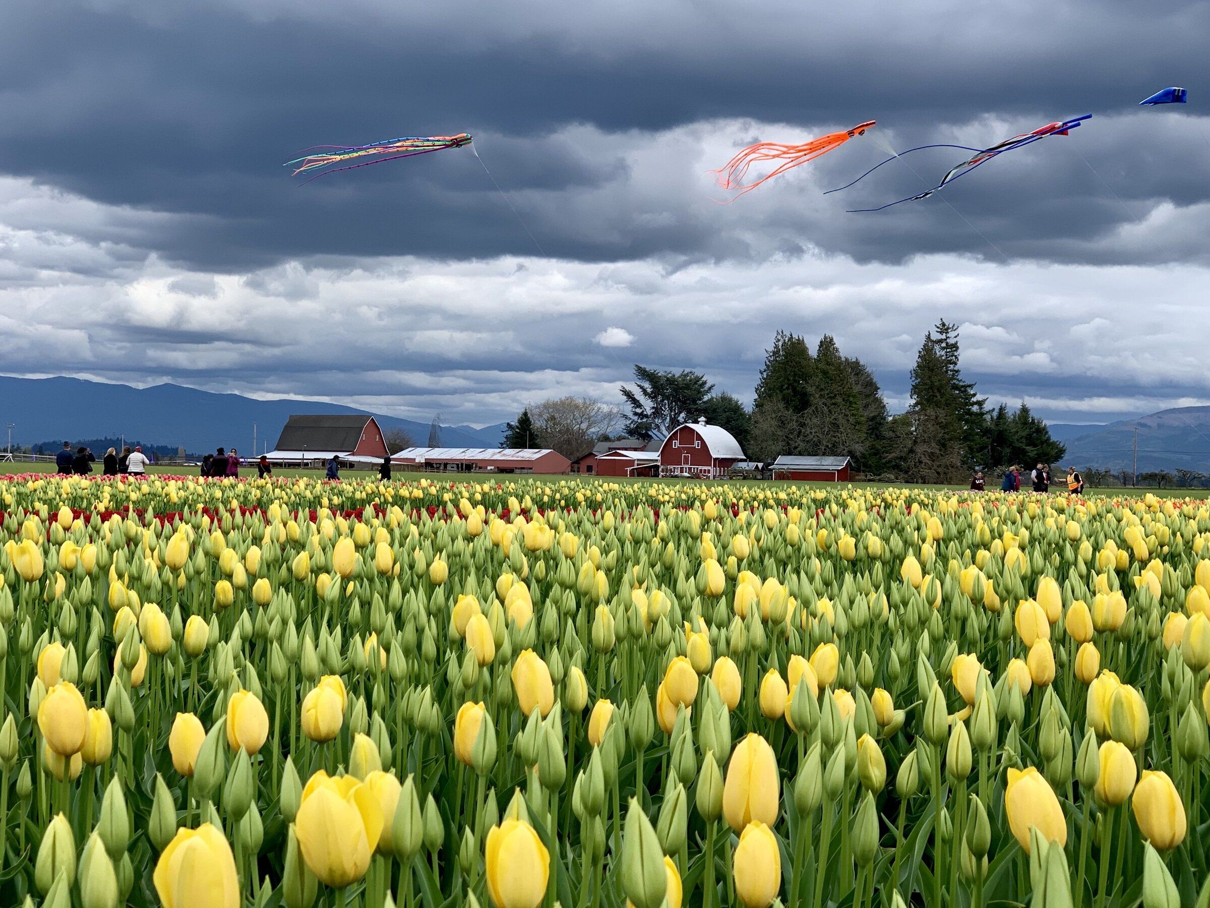 Where to see tulips around Skagit Valley this spring | The Seattle