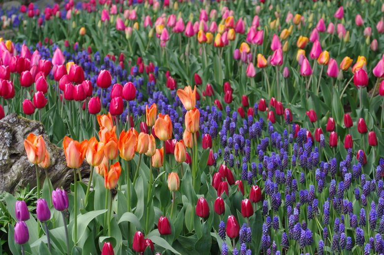 Where to see tulips around Skagit Valley this spring