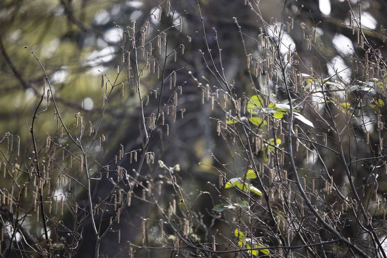 THE BEST MASK FOR GRASS CUTTING SEASON - Branch Environmental