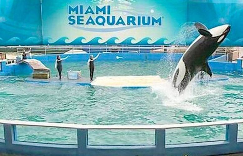 Lolita the killer whale, now known as Toki, performs in her stadium tank. She’s about 56 years old and has been the main attraction at Miami Seaquarium for decades. (File photo/Miami Herald/TNS) 39741271W