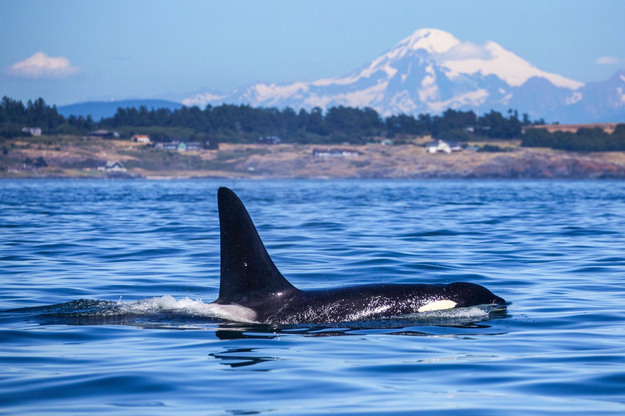 Southern resident orcas are visiting us less often, new study shows