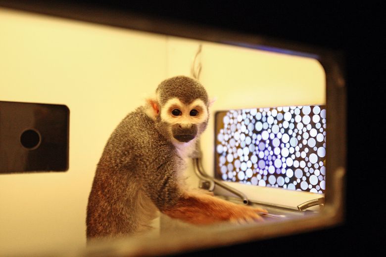 FAU Origin of Monkeys Living Near an Urban Airport for Decades Confirmed,  monkey