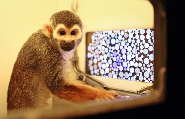 A squirrel monkey is seen inside a behavior box at the Washington National Primate Research Center on the campus of the University of Washington. It was being used in the study of color blindness. The monkey would make selections on the screen, seen at right. 

Photographed on Wednesday, June 6, 2012, in Seattle, Wash. 

WASHINGTON NATIONAL PRIMATE RESEARCH CENTER – UNIVERSITY OF WASHINGTON – 121208 – 060712 121208