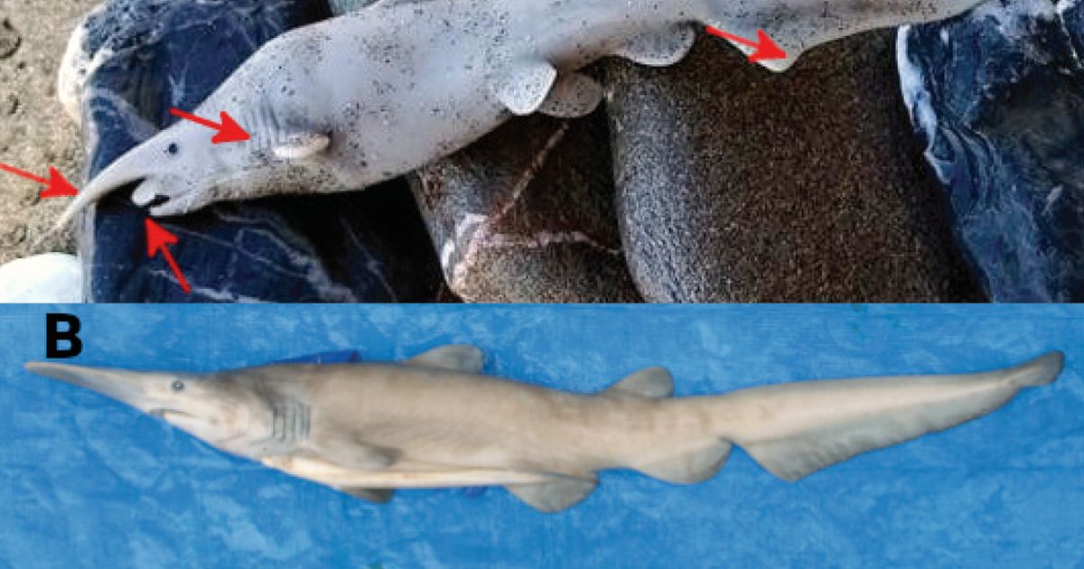 A Shark Discovery 'Didn't Look Right.' It May Have Been a Plastic