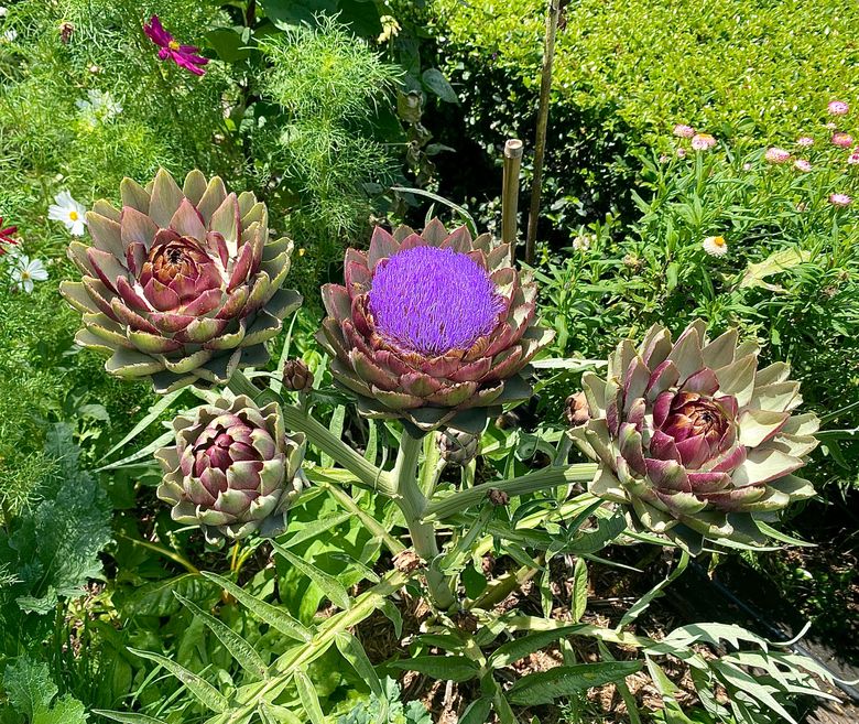 Artichokes Growing
