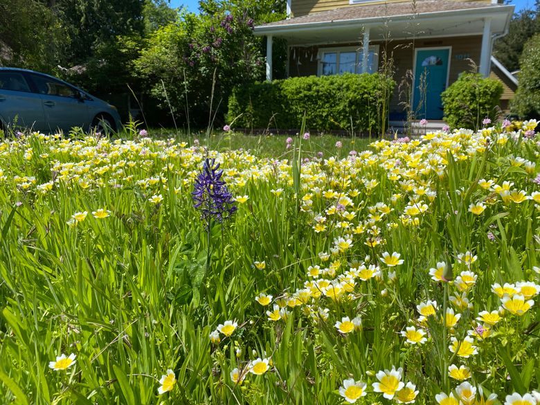 Backyard Wildflower Patch