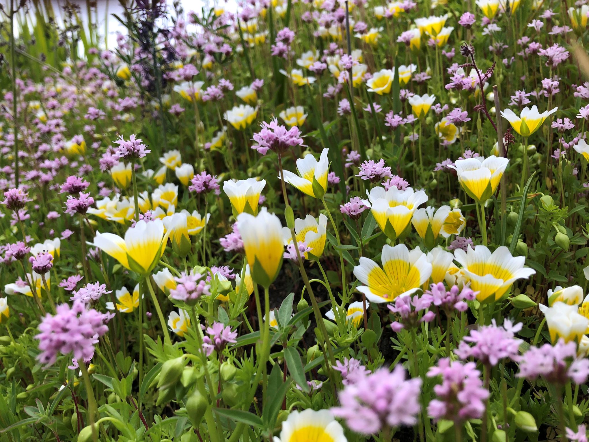 Activated Carbon Helps Restore Native Plant Communities