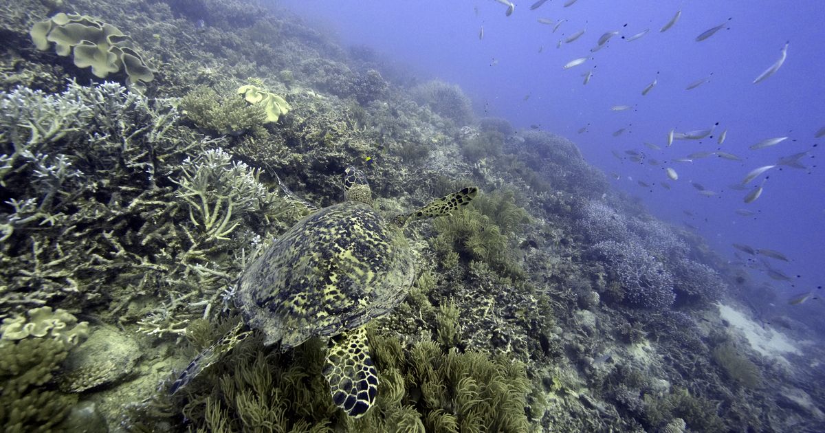 Nations reach accord to protect marine life on high seas