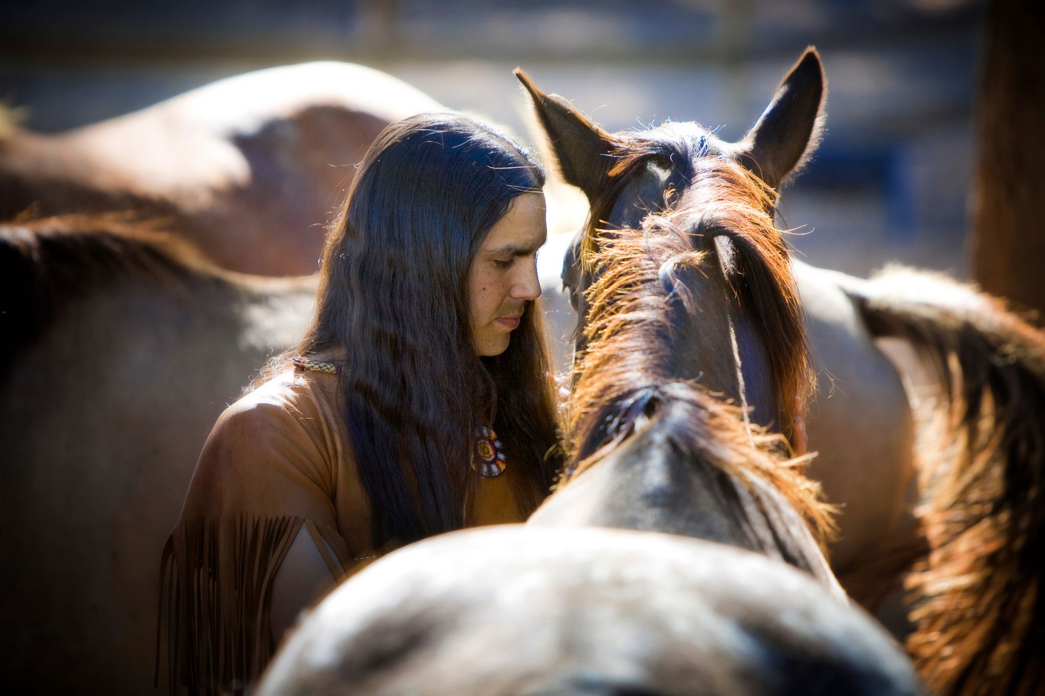 Horses came to American West by early 1600s, study finds