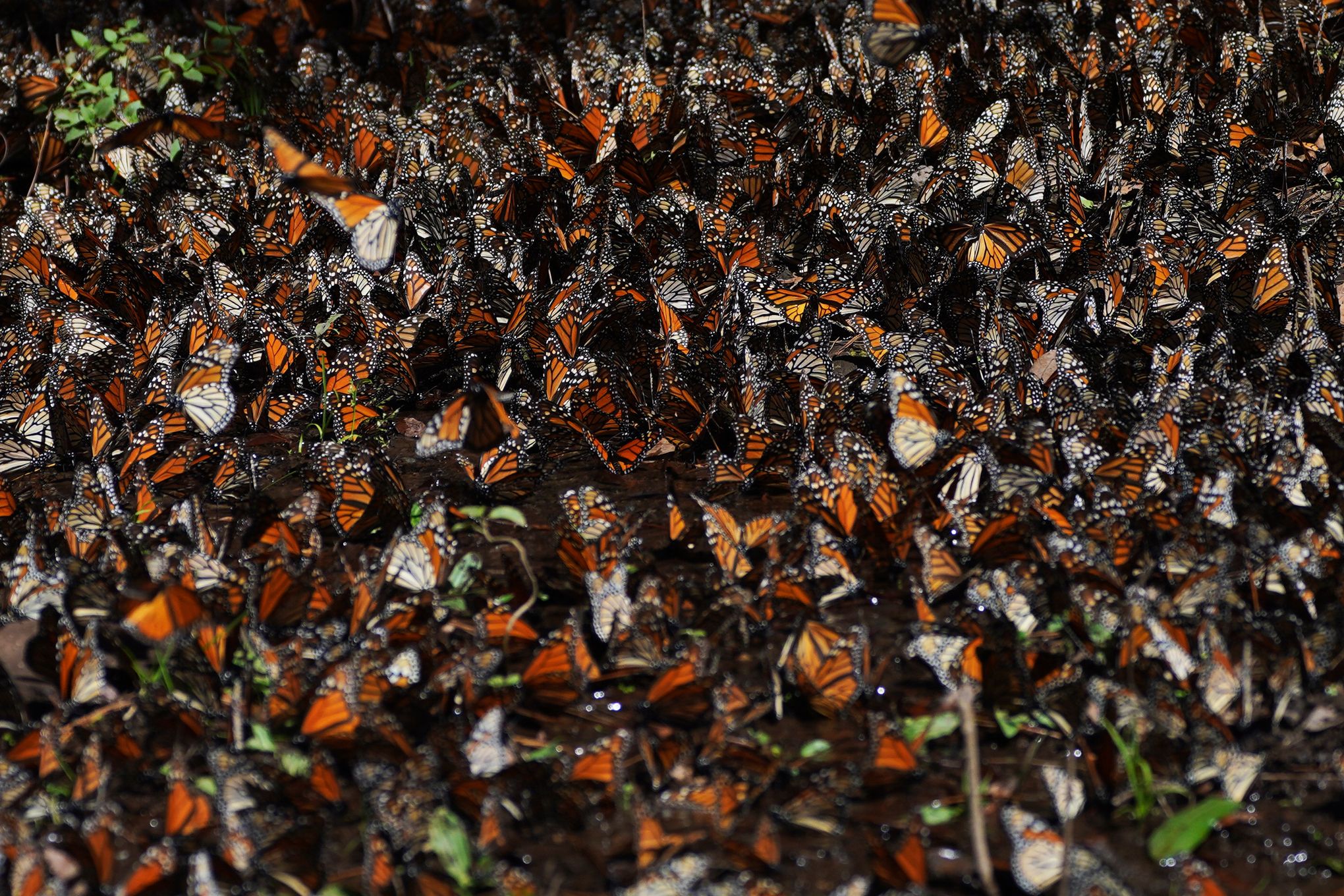 Milkweed Butterflies Are More Murderous Than They Look - The New York Times