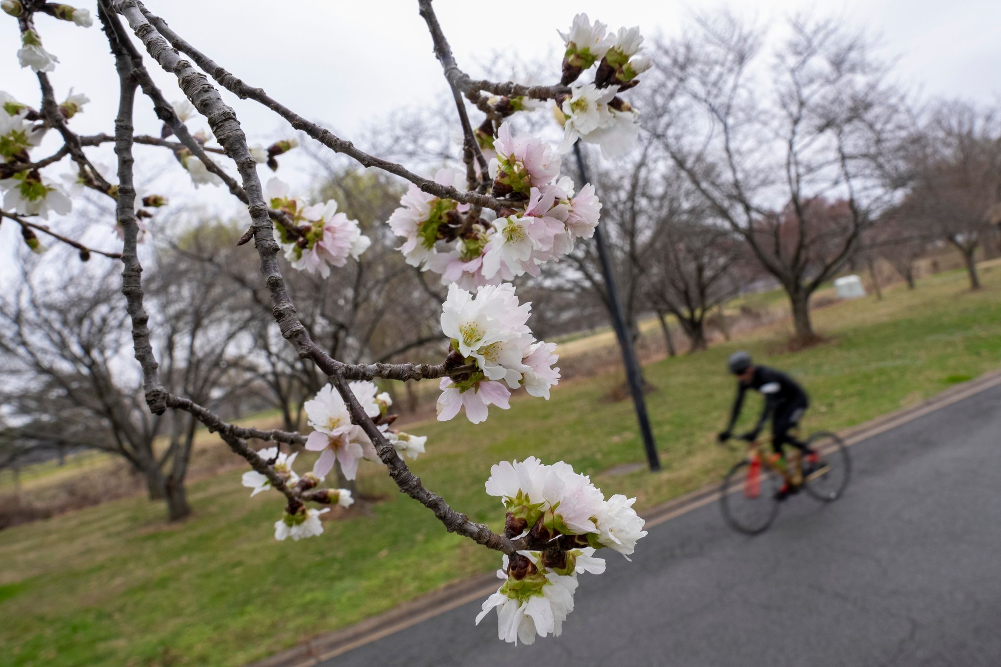 Sports & Recreation Archives - National Cherry Blossom Festival