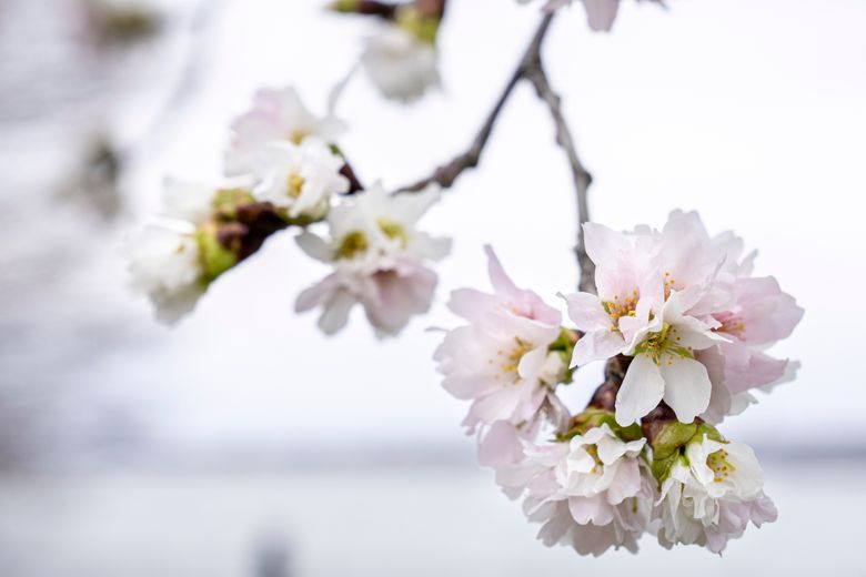 National Park Service announces cherry blossom peak bloom - The Washington  Post