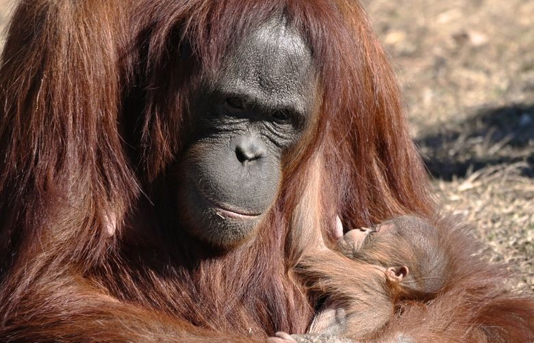 Zoe, a 14-year-old orangutan, breastfeeds her newborn son at the Metro Richmond Zoo in Virginia. MUST CREDIT: Metro Richmond Zoo photo.