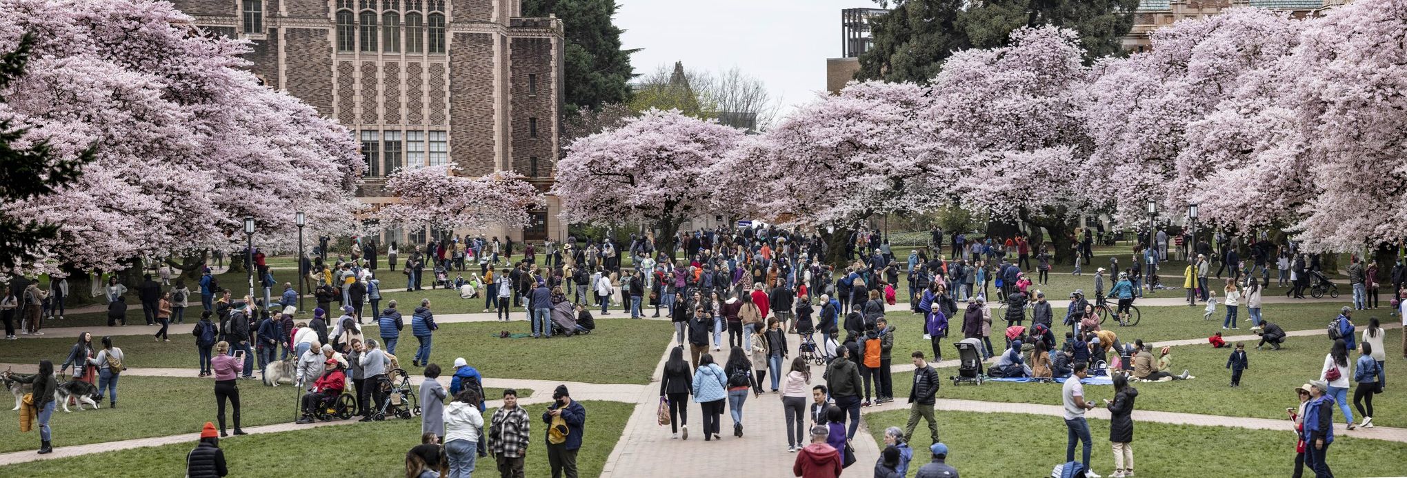 Cherry Blossoms and a Good Stretch in Belleville