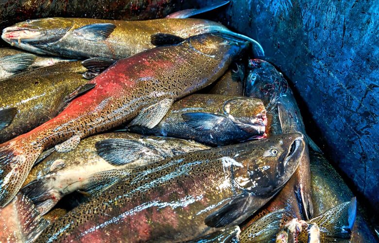 A photo provided by the U.S. Fish and Wildlife Service shows adult fall-run Chinook salmon, the last salmon robust enough for commercial fishing off California, in a bin at the Coleman National Fish Hatchery in Anderson, Calif. Scientists say alarming declines at the southern end of the fishes’ range may be a sign of what’s to come as waters warm farther north. (Steve Martarano/U.S. Fish and Wildlife Service) – NO SALES; EDITORIAL USE ONLY-
