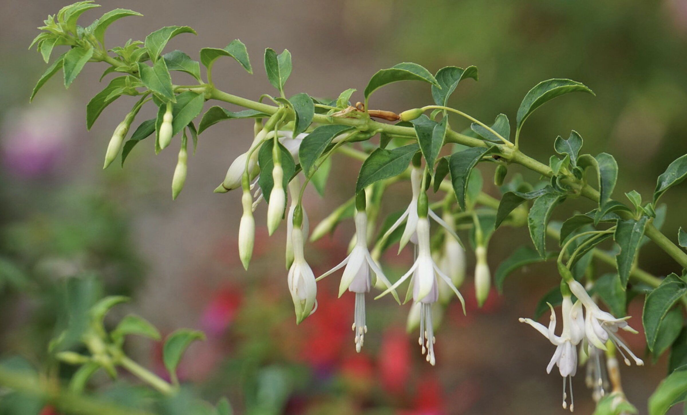 How to boost the 'hardy' factor of your hardy fuchsias in the PNW