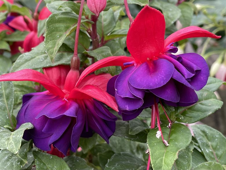 How to boost the 'hardy' factor of your hardy fuchsias in the PNW