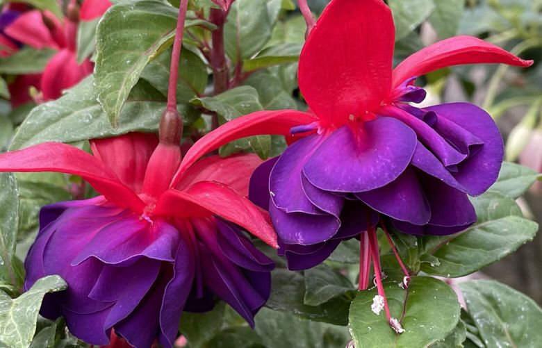 Fuchsia ‘Double Otto’ produces large showy blossoms with winged red sepals and red-marked purple corollas on vigorous upright plants that grow 3 feet tall and wide.