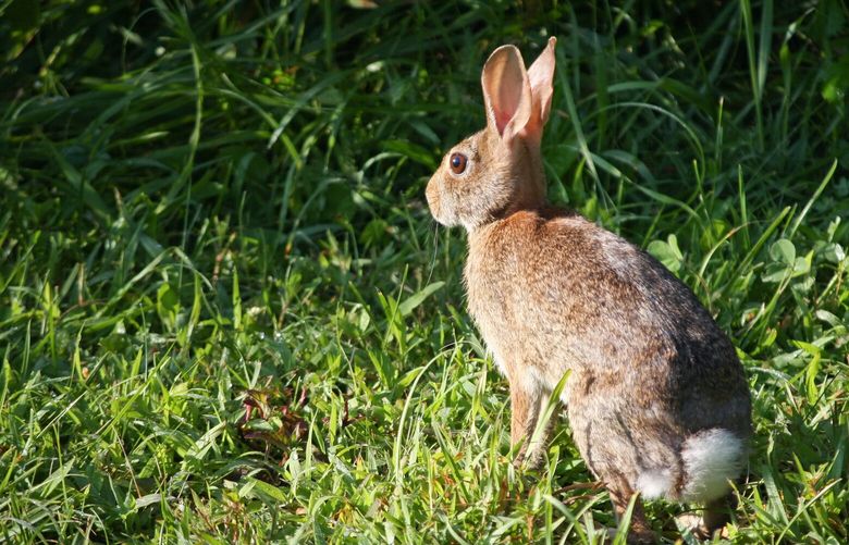 The gardener’s arch nemesis, the Eastern cottontail, is a small brown bunny with a white tail.