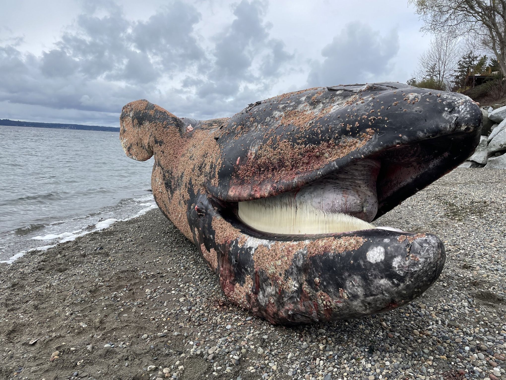 Dead whale that beached itself in Maine goes missing after storm