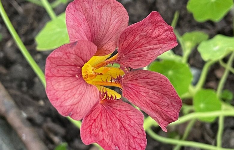 ‘Purple Emperor’ nasturtium in rich berry shades in the Edwards Forkner garden.