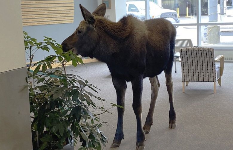 In this Thursday, April 6, 2023, image provided by Providence Alaska, a moose stands inside a Providence Alaska Health Park medical building in Anchorage, Alaska. The moose chomped on plants in the lobby until security was able to shoo it out, but not before people stopped by to take photos of the moose. (Providence Alaska via AP) AK501 AK501