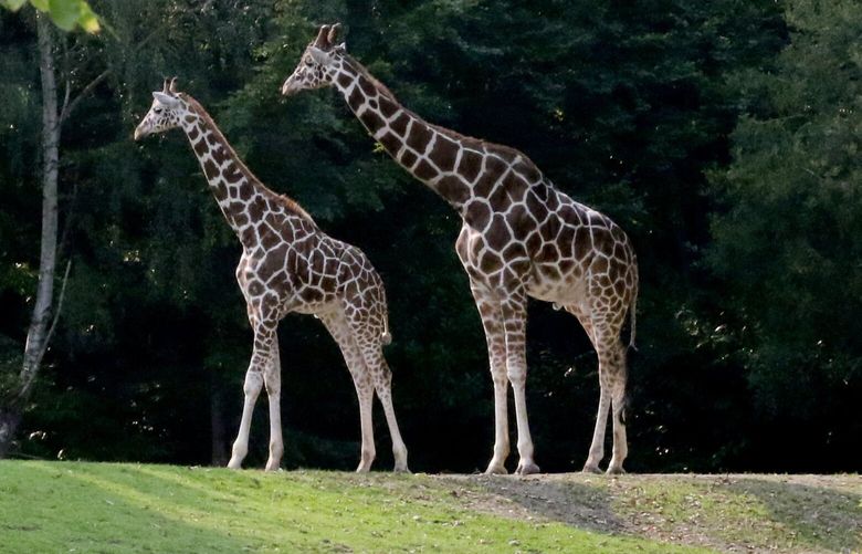Giraffes and a hippo are part of the African Savanna area of the Woodland Park Zoo. 

 The zoo has carved out time each week for people who can’t wear COVID-19 masks on Wednesday afternoons.

Wednesday Sept 30, 2020 215159